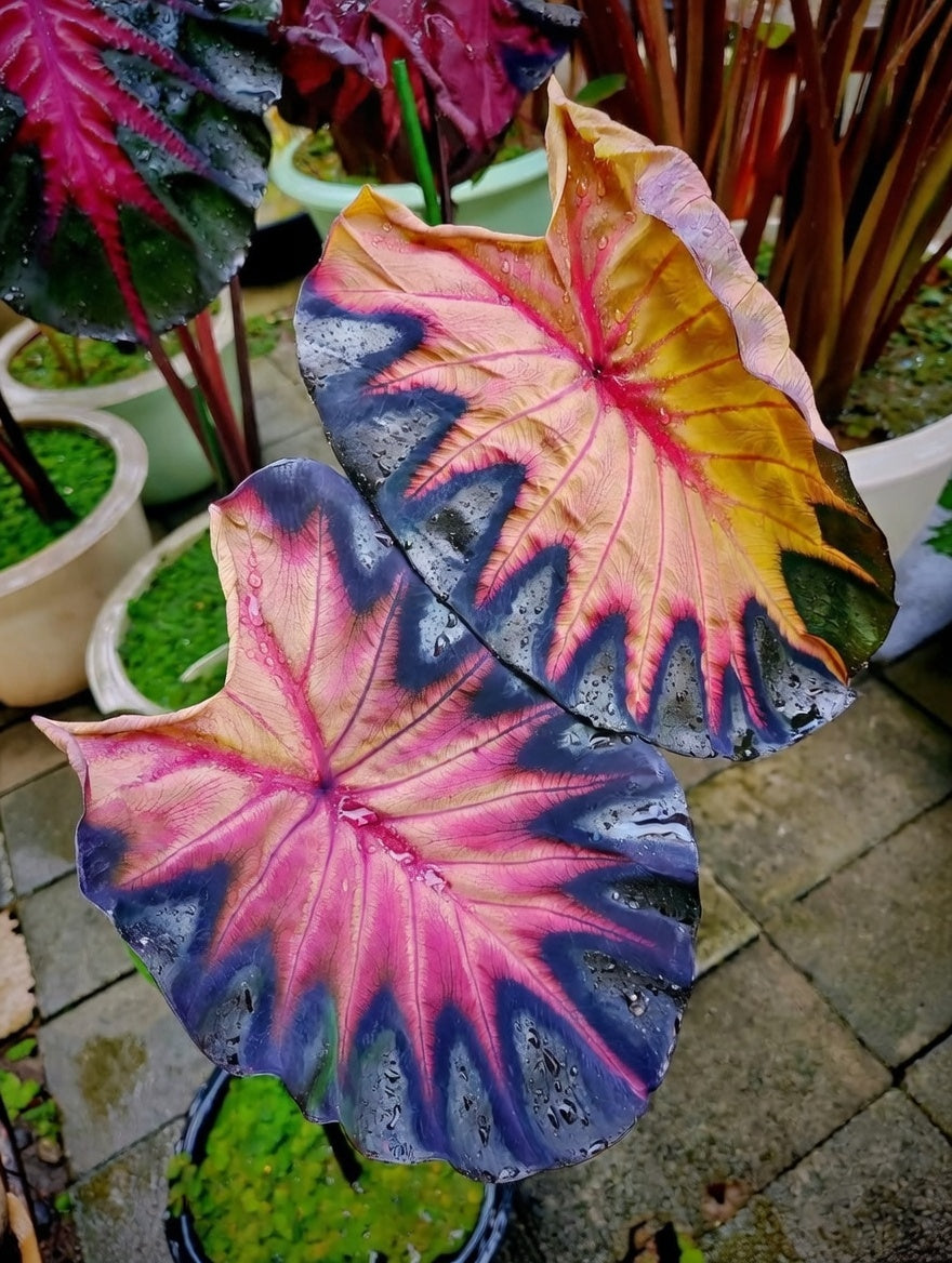 Colocasia Venus