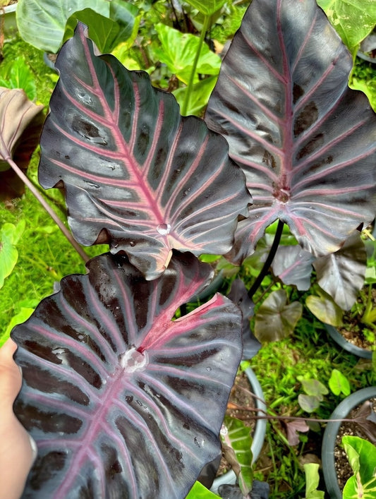 Colocasia Grail of Blood