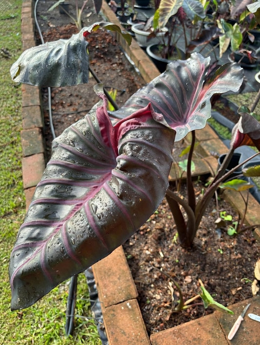Colocasia Grail of Blood