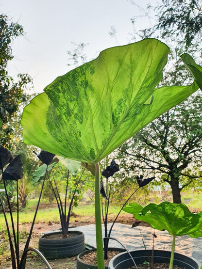 Colocasia Hall of Fame