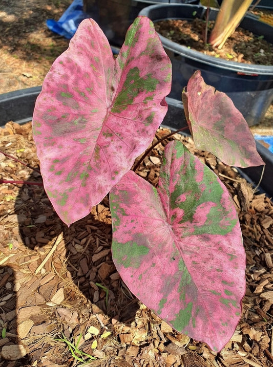 Colocasia Wonder Pink