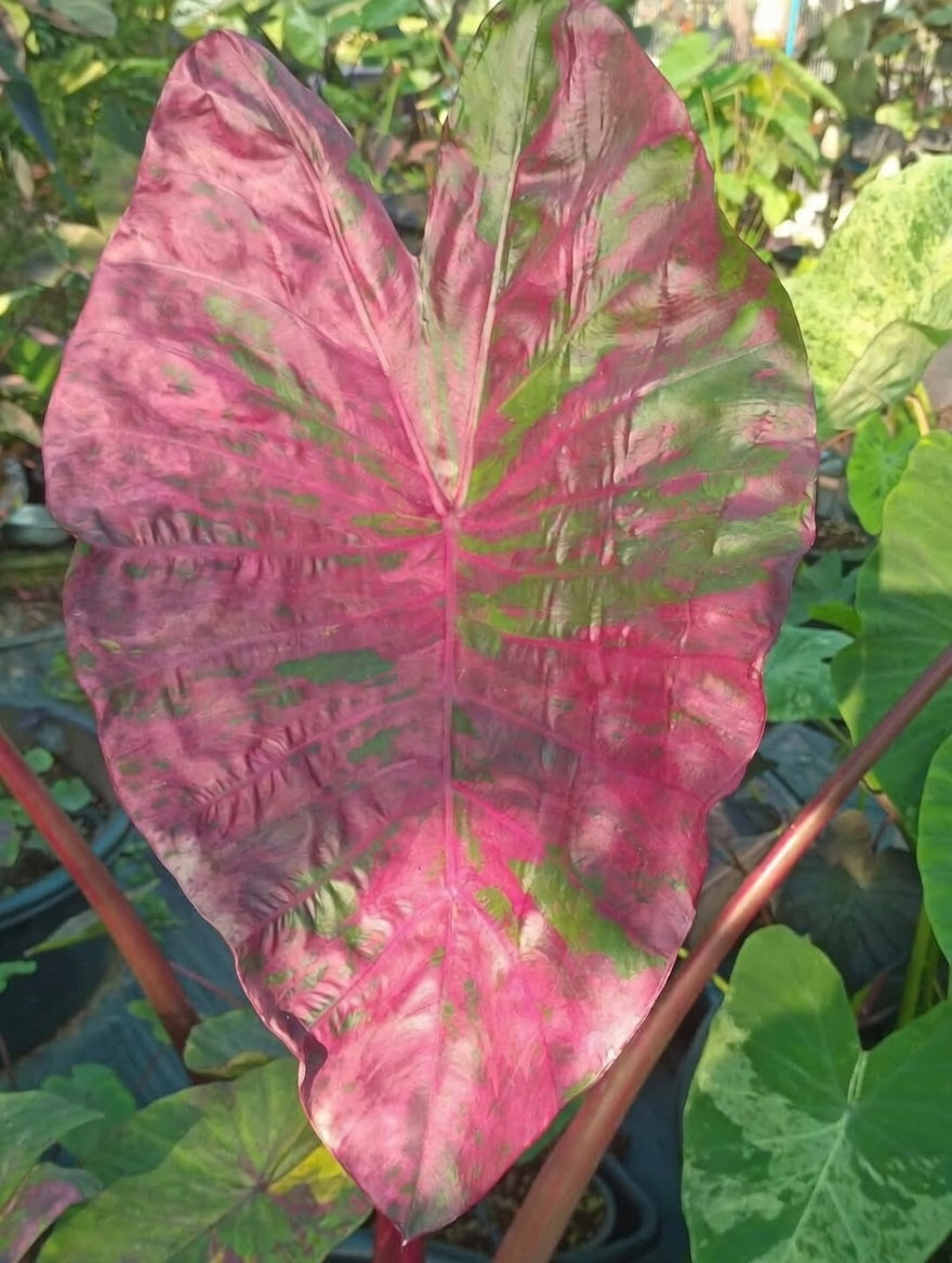 Colocasia Wonder Pink