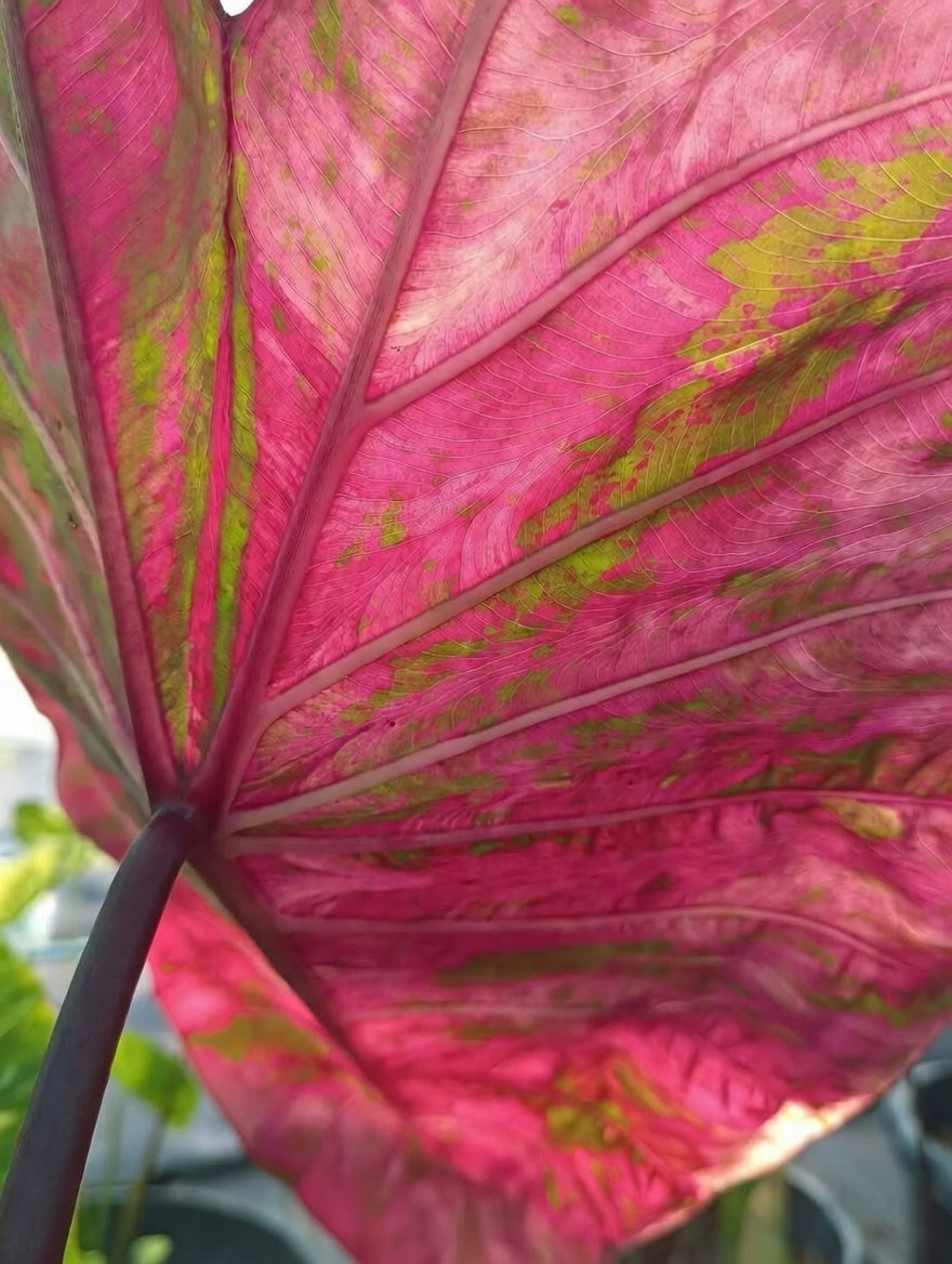 Colocasia Wonder Pink