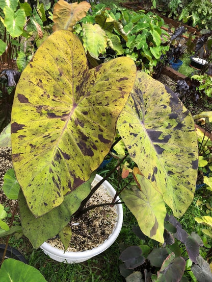 Colocasia Black Nape