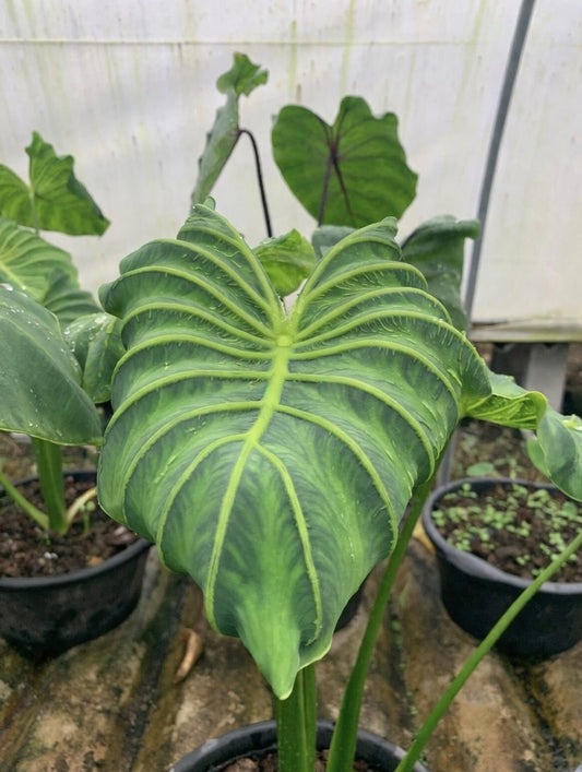 Colocasia Goddess