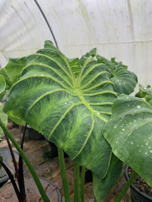 Colocasia Goddess