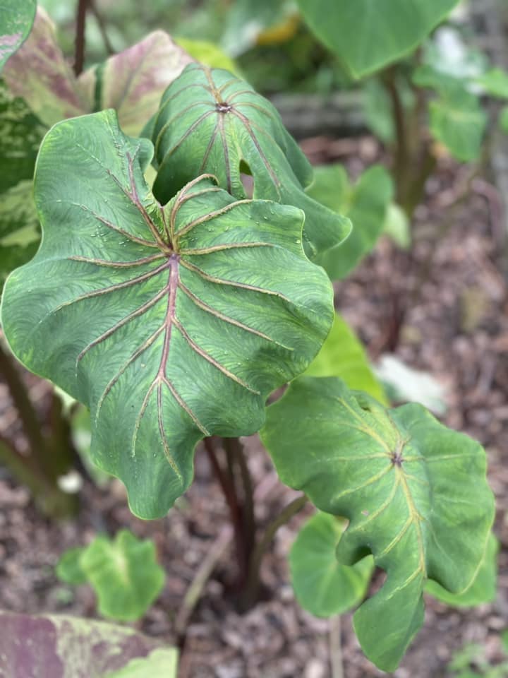 Colocasia Aphrodite