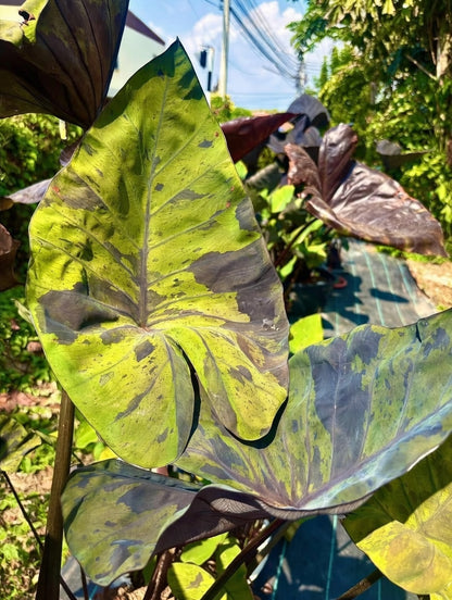 Colocasia Marina Cup