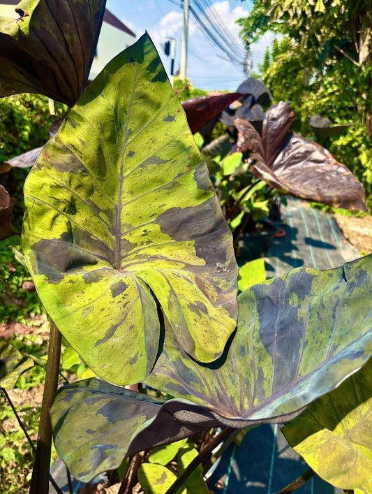 Colocasia Marina Cup