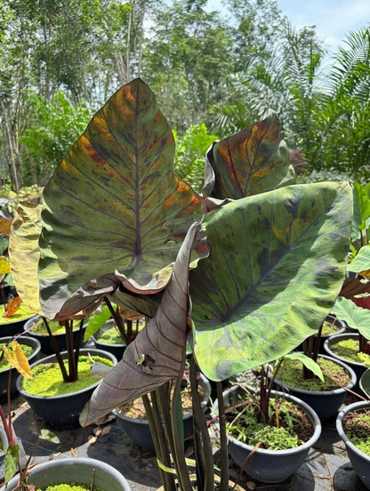 Colocasia Marina Cup
