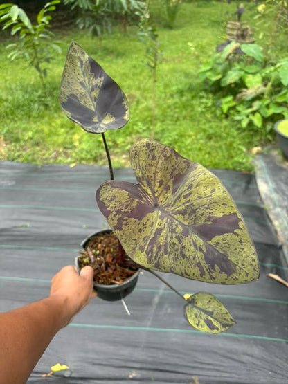 Colocasia Marina Cup