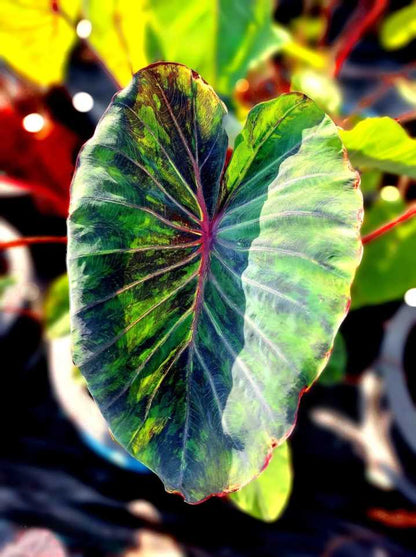 Colocasia Omega