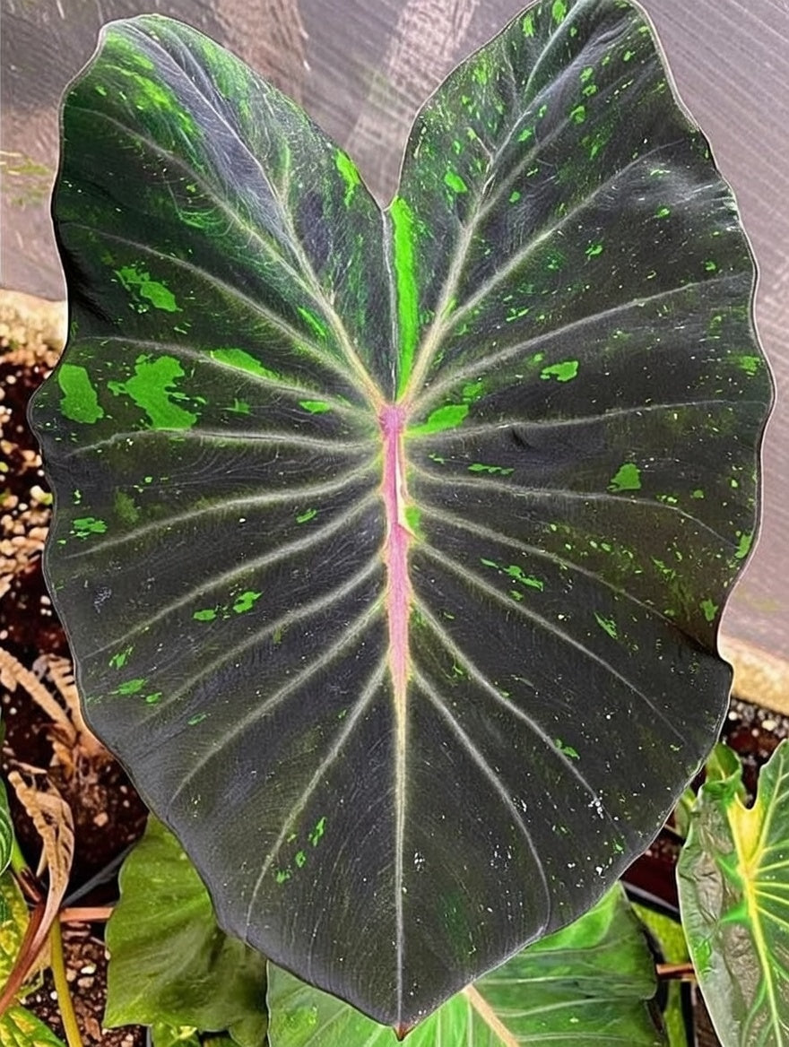 Colocasia Omega