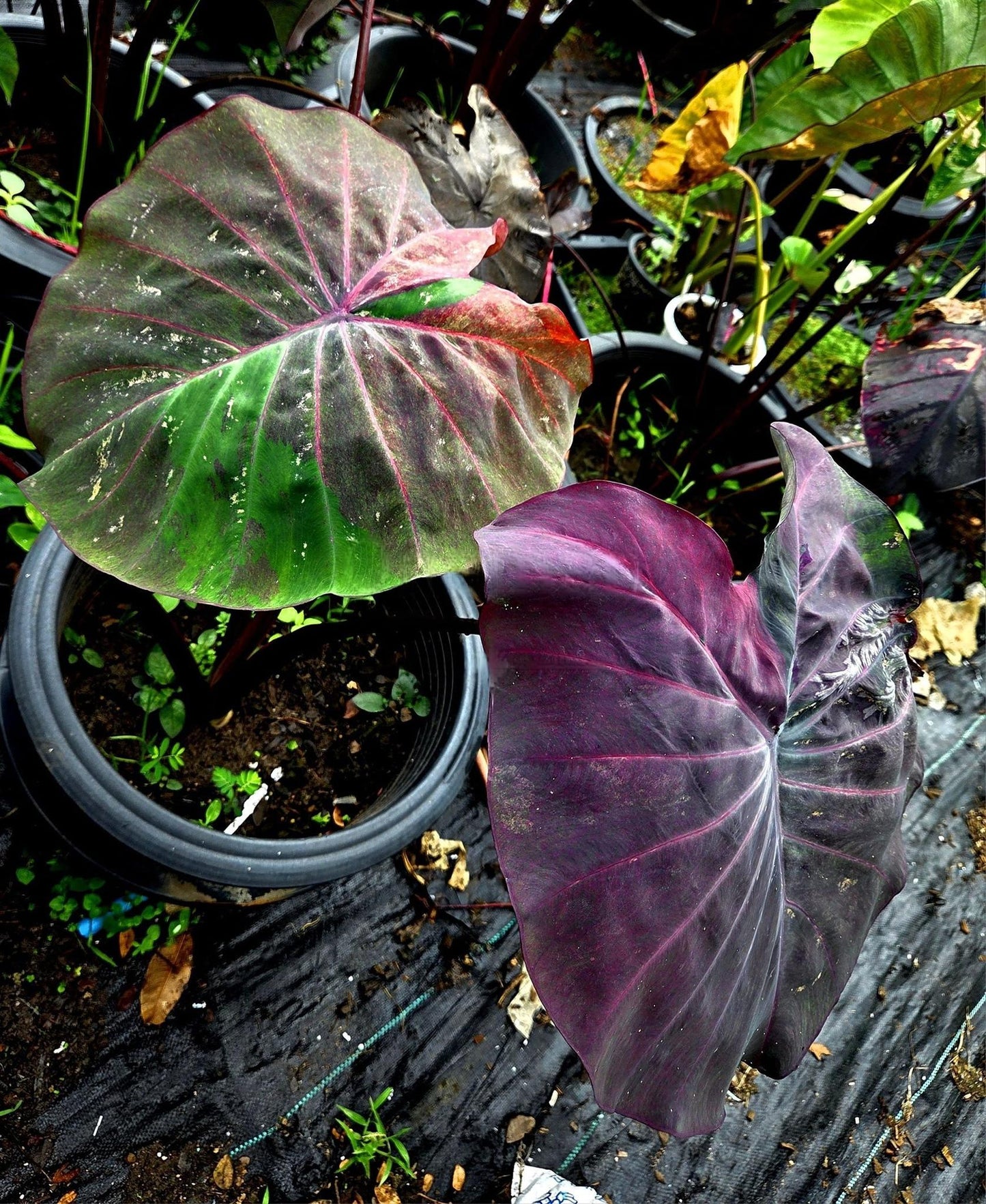 Colocasia Phenomena
