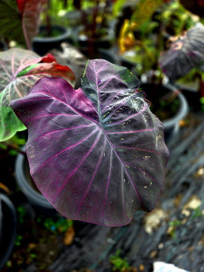 Colocasia Phenomena