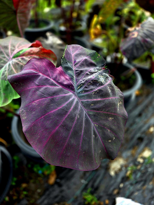Colocasia Phenomena