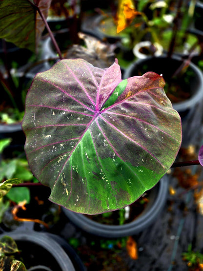 Colocasia Phenomena
