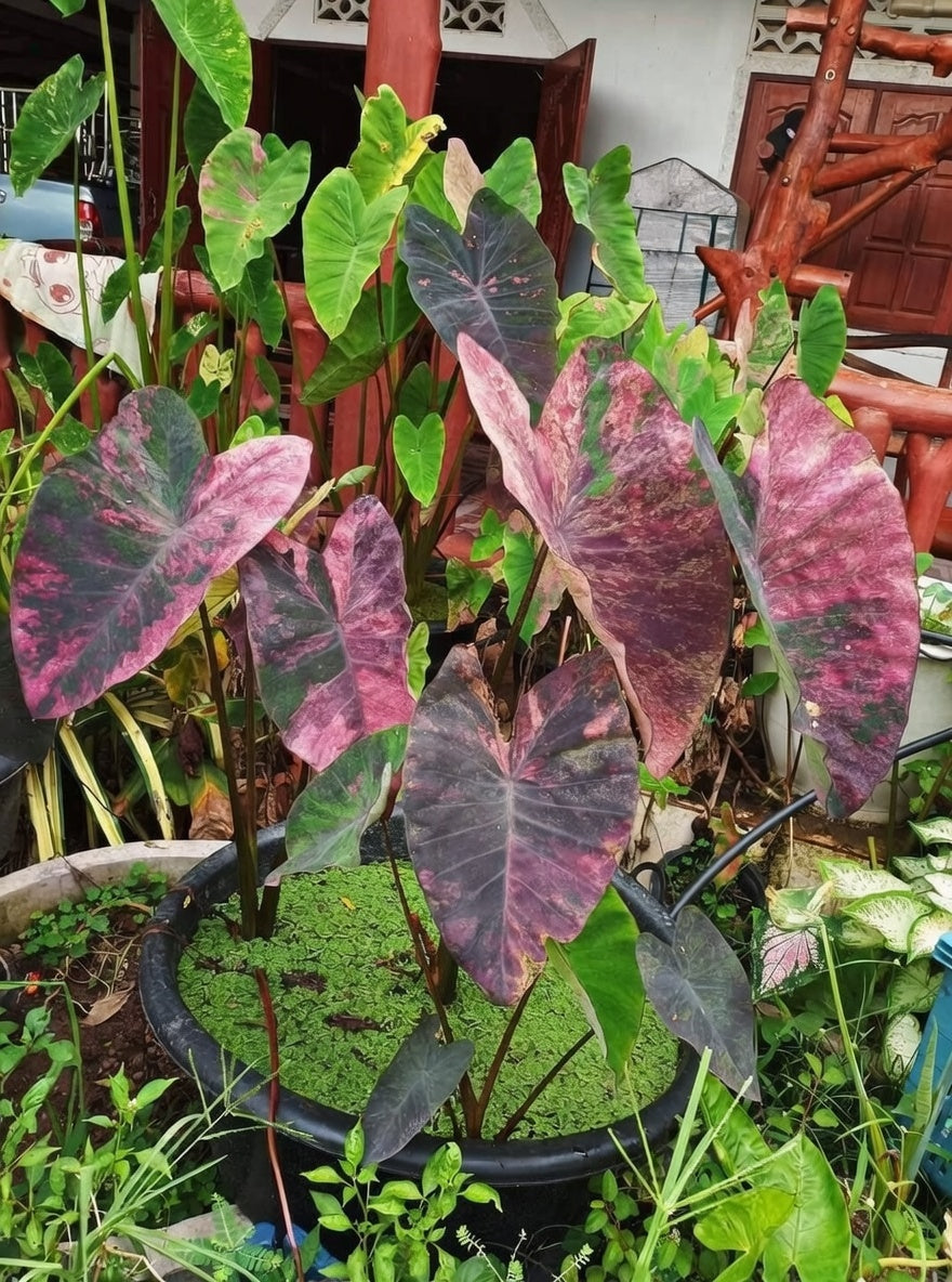 Colocasia Violet Black Specter