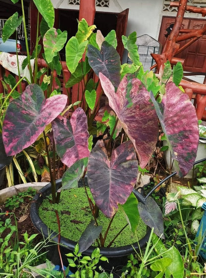 Colocasia Violet Black Specter