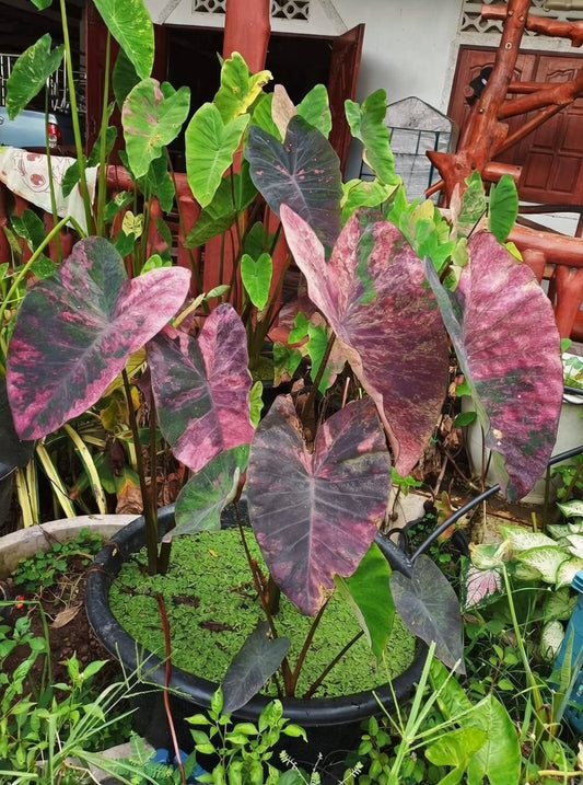 Colocasia Violet Black Specter