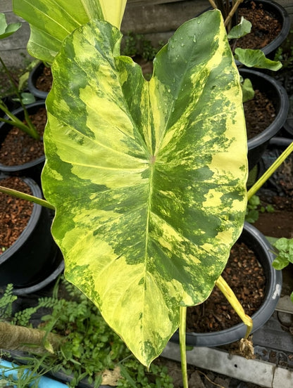 Colocasia Wangthong