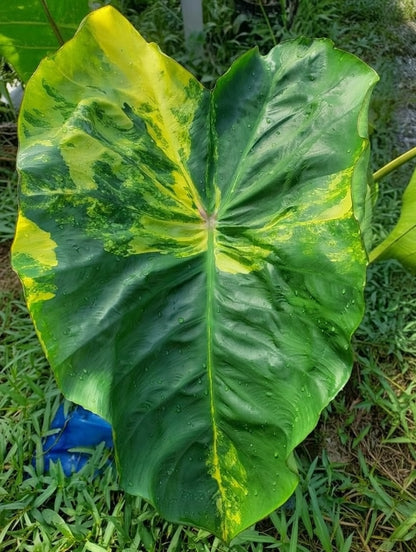 Colocasia Wangthong