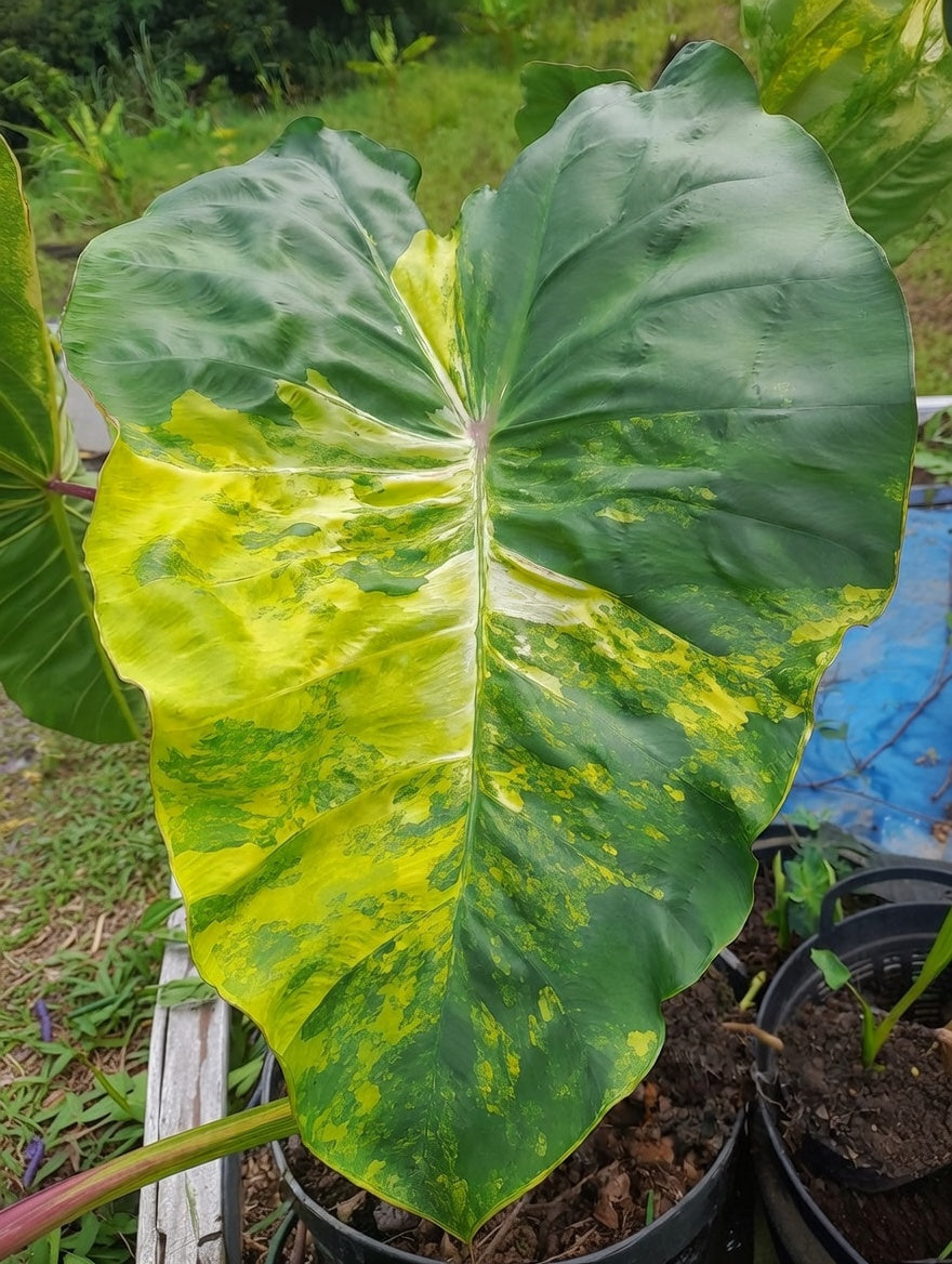 Colocasia Wangthong