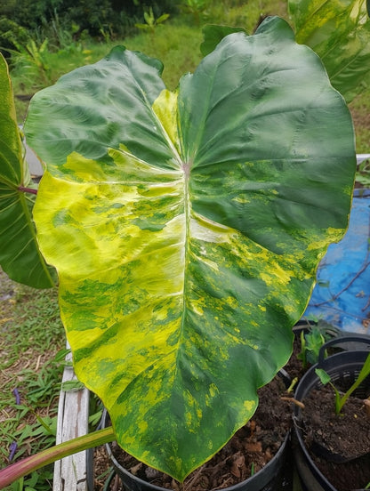 Colocasia Wangthong