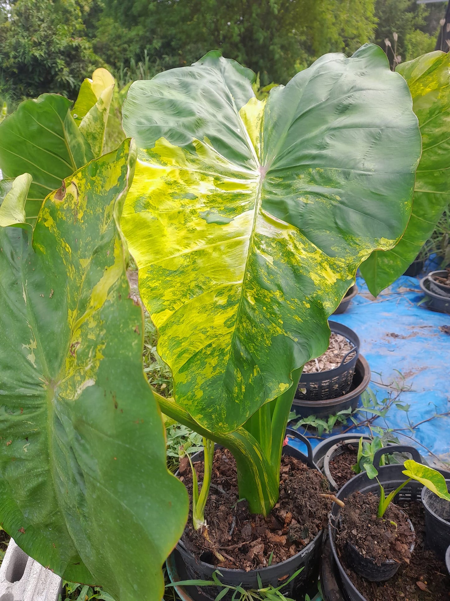 Colocasia Wangthong