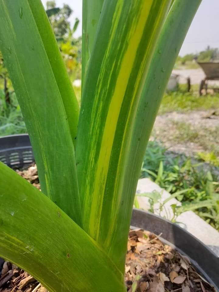 Colocasia Wangthong