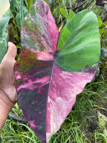 Colocasia Bua Chompoo (Pink Lotus)