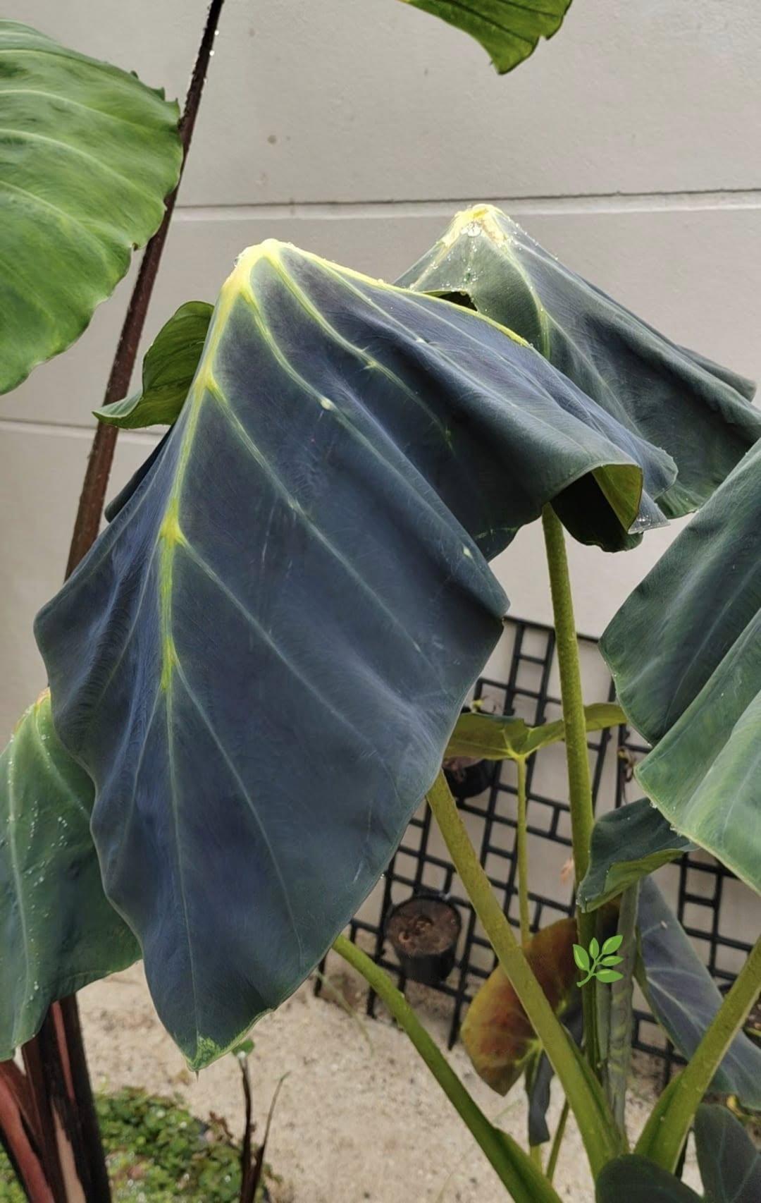 Colocasia Green Light