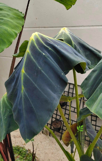 Colocasia Green Light