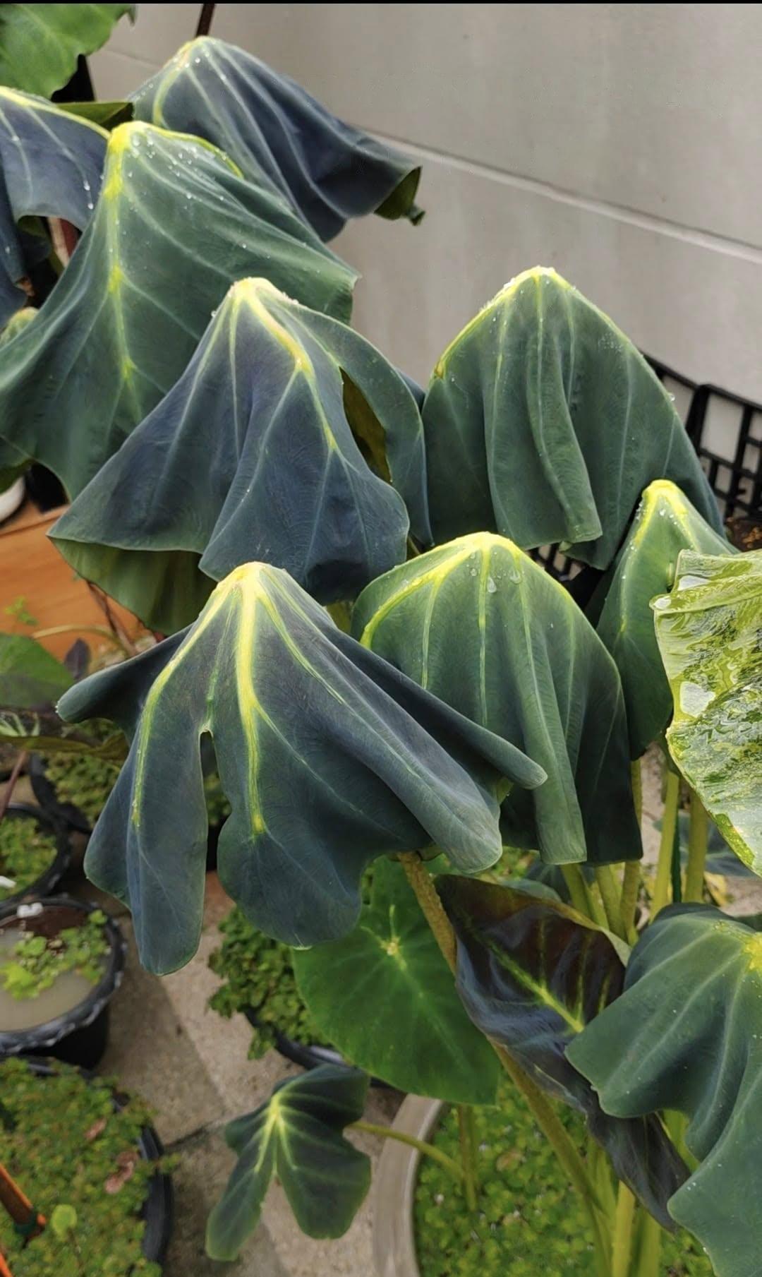 Colocasia Green Light