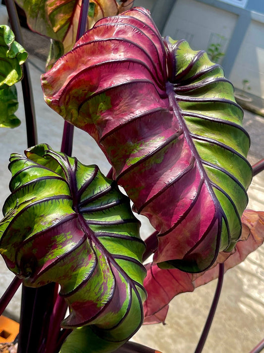 Colocasia Pharaoh's Mask Fuchsia