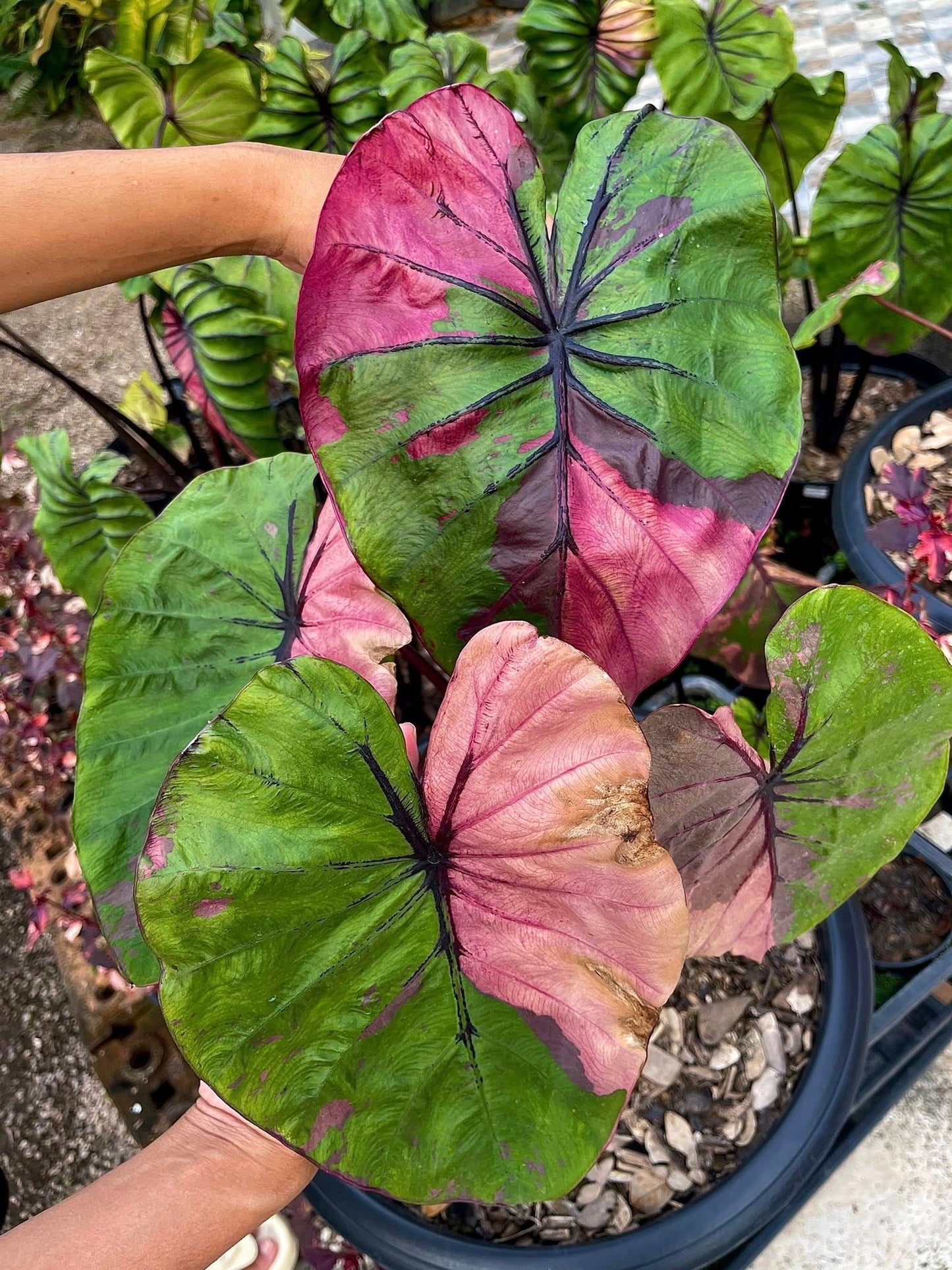 Colocasia Pharaoh's Mask Fuchsia