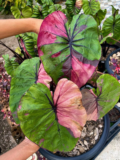 Colocasia Pharaoh's Mask Fuchsia