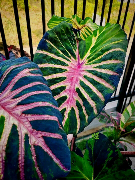 Colocasia Stardust