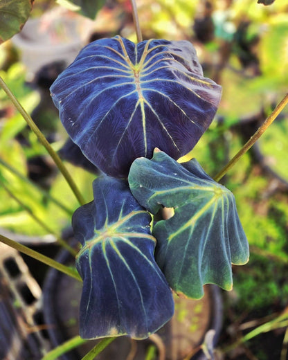 Colocasia Stick Locust