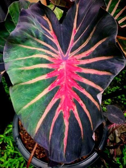 Colocasia Pana Asmara | Cupid's Arrow