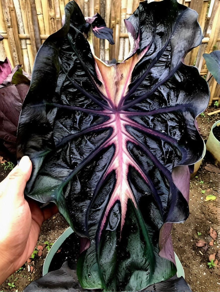 Colocasia Thunder Storm