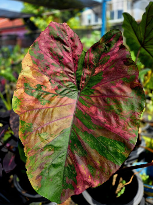 Colocasia Candy Crush