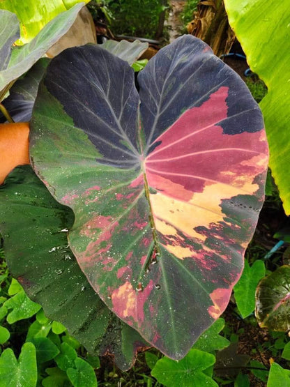 Colocasia Star Wars Episode One