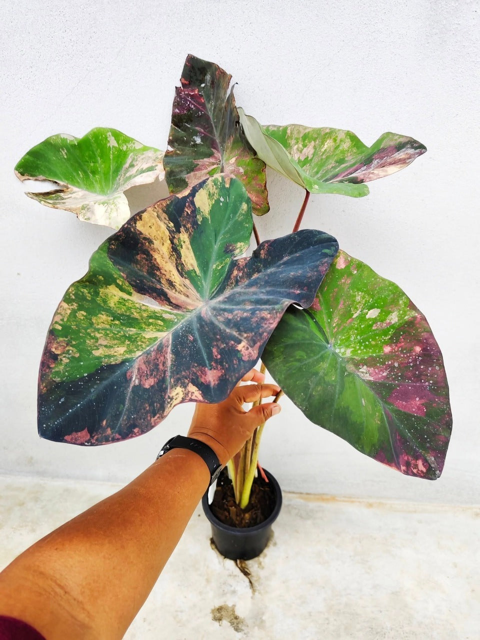 Colocasia Star Wars Episode One