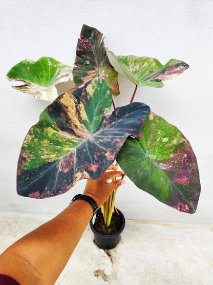 Colocasia Star Wars Episode One
