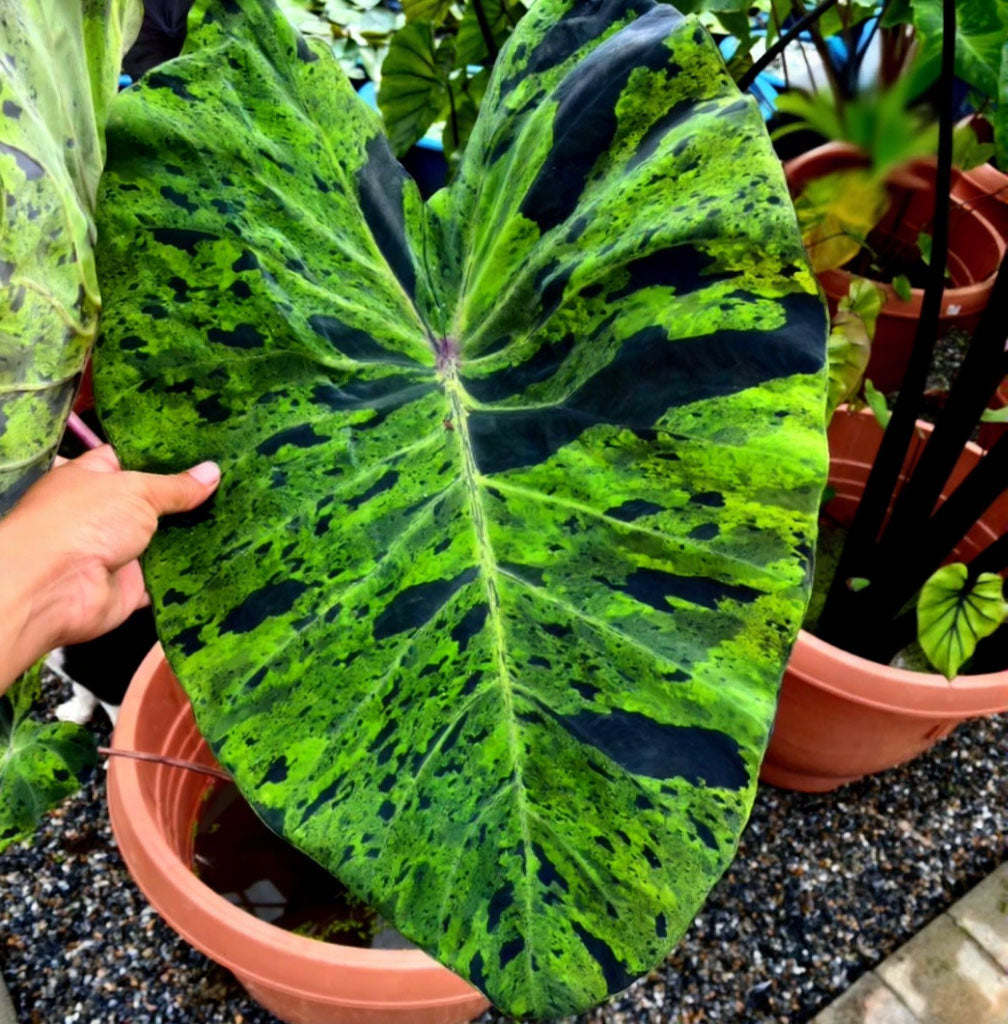 Colocasia Mojito