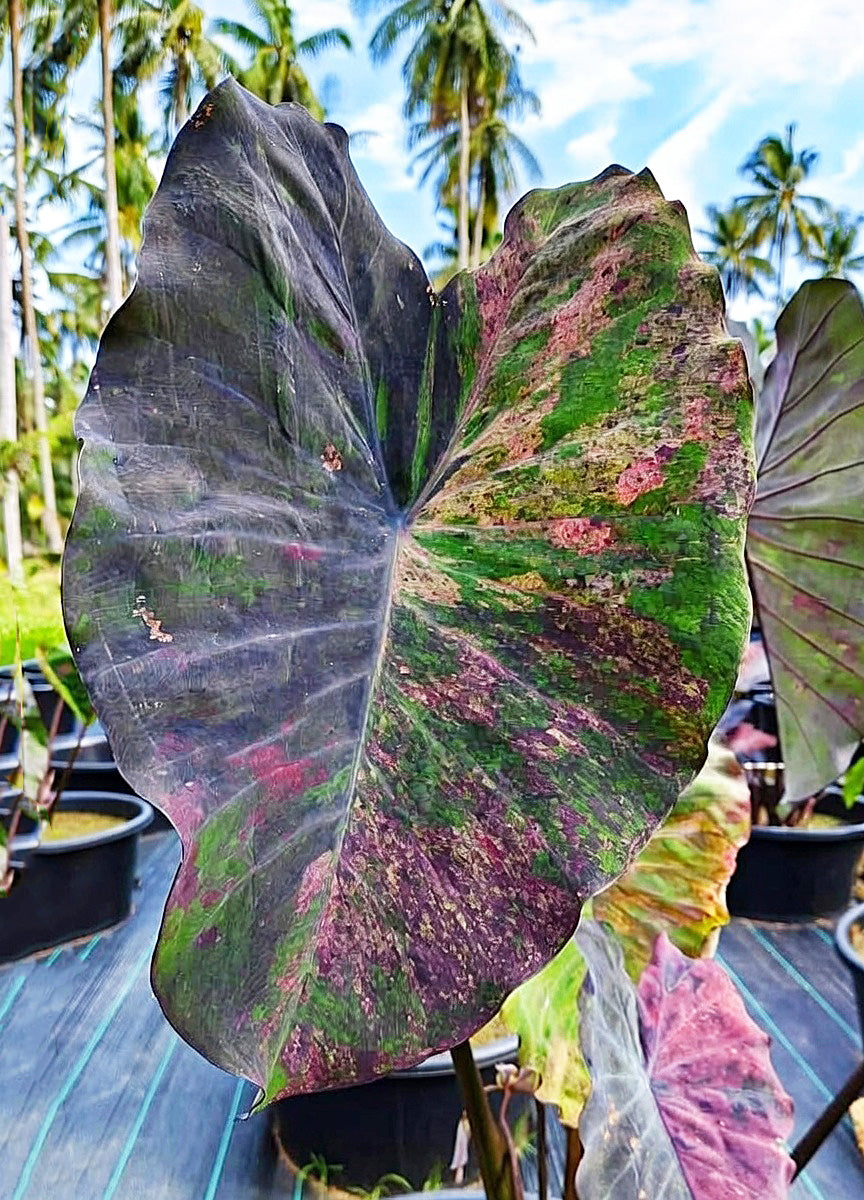 Colocasia Pretty Grey