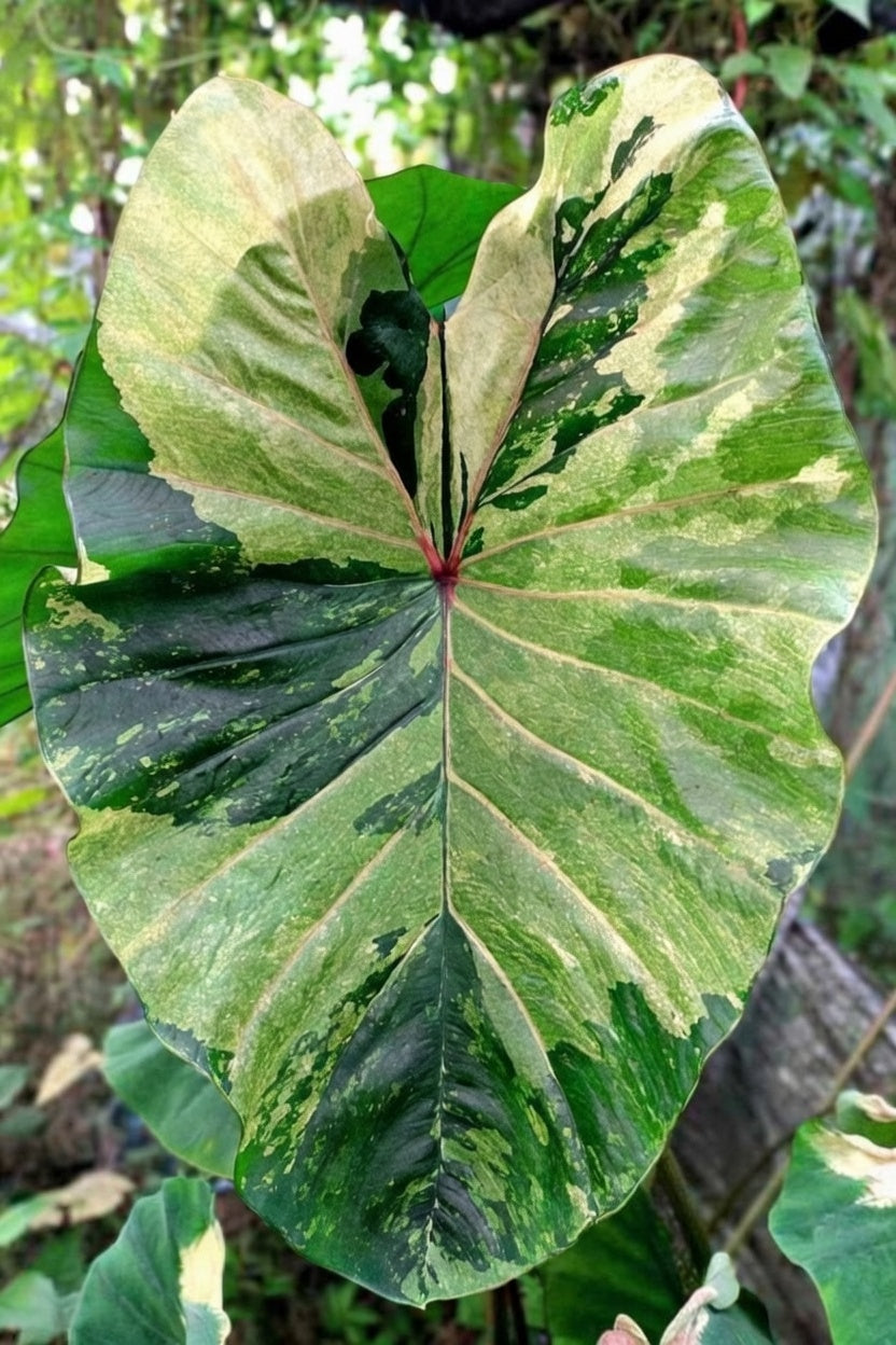 Colocasia Green Glossy