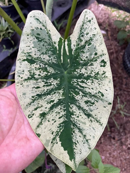 Colocasia White Wizard