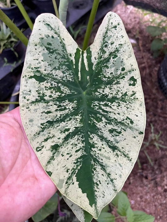 Colocasia White Wizard